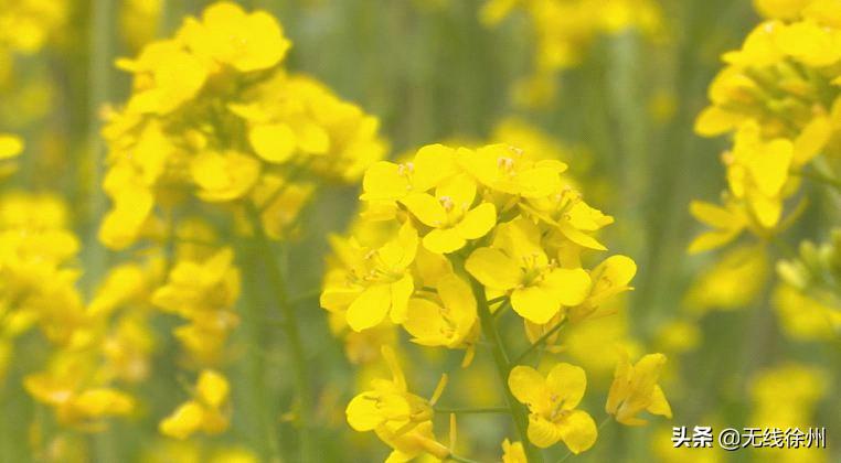 徐州花菜最新行情及深度分析