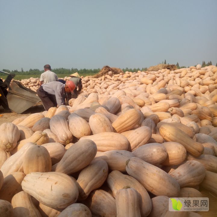 湖南南瓜最新行情揭秘，小巷深处的南瓜特色小店