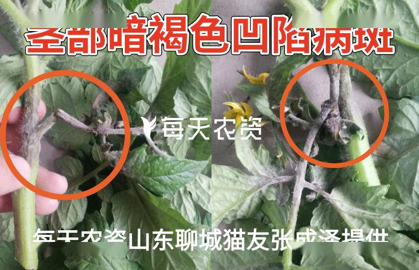 陕西最新疫病关注指南，实时更新，掌握最新动态📢
