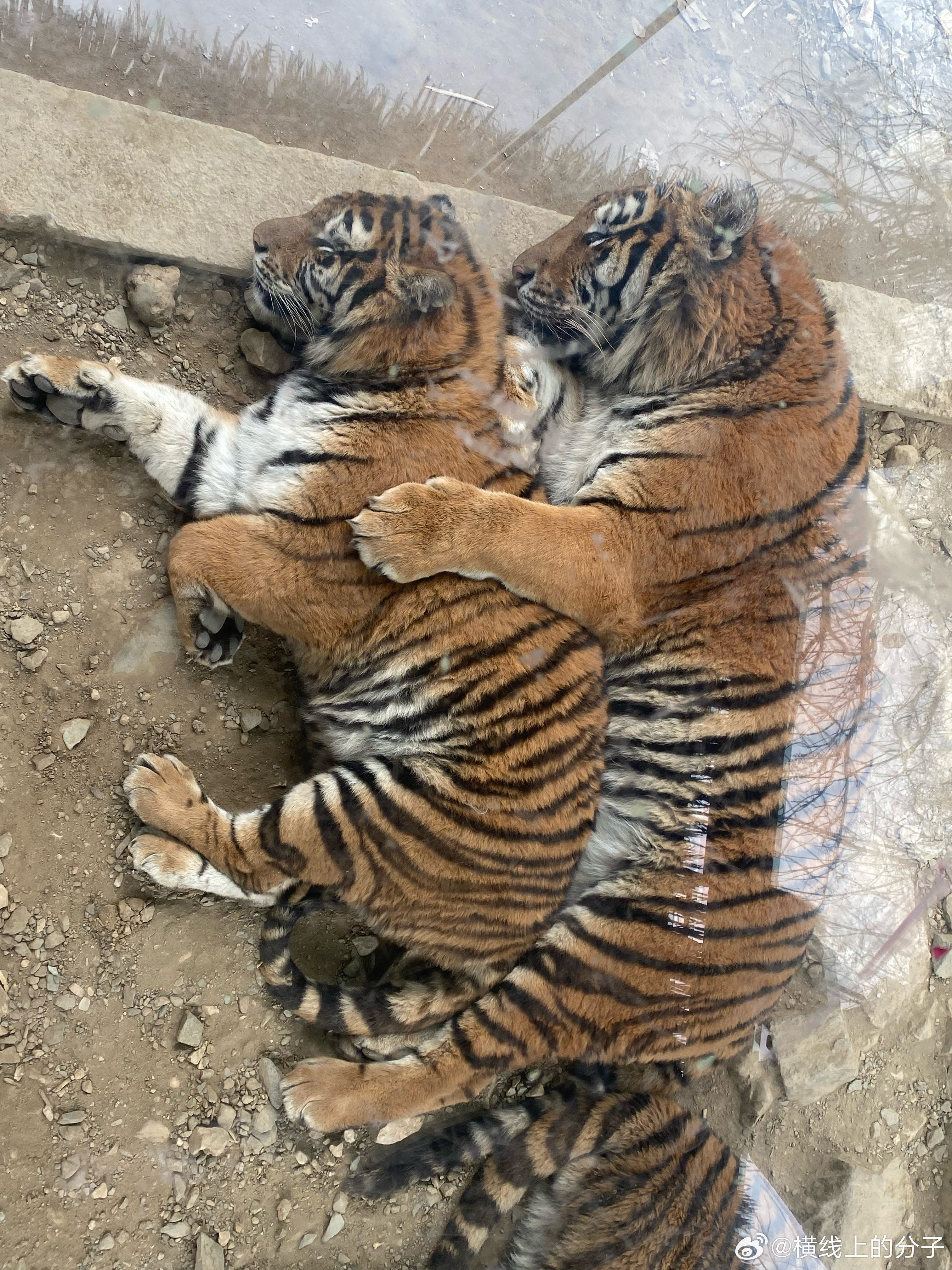 四虎探险队,最新自然之旅的轻松启程