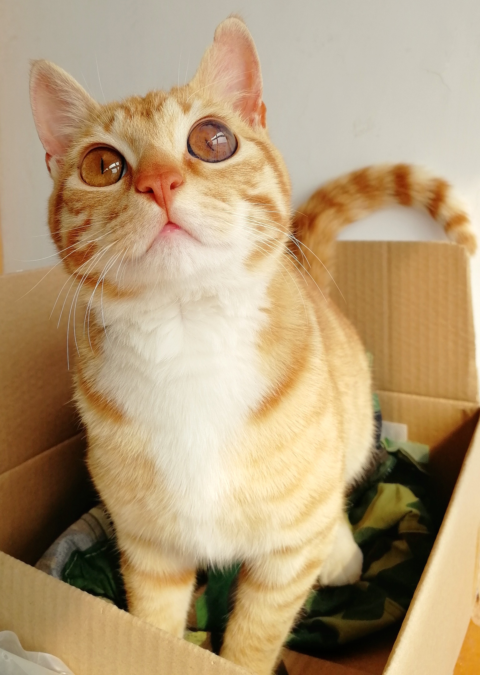 橘猫时代宠儿，光辉历程揭秘最新动态