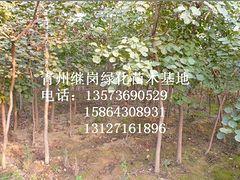 探寻小巷绿意宝藏，黄栌树价格一览