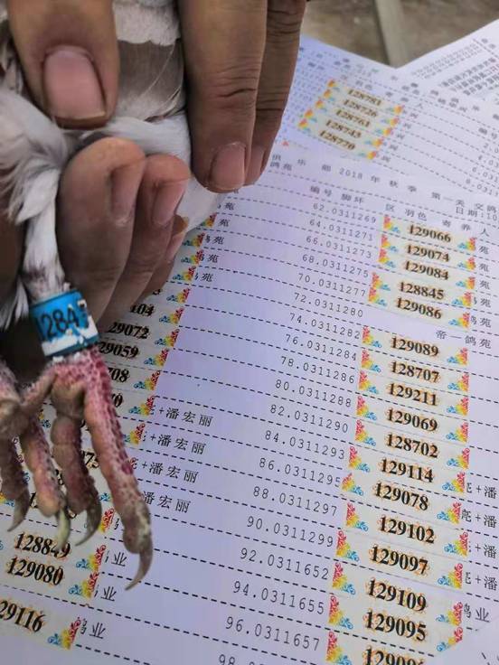 鸽子比赛成绩查询，飞翔的友情与归宿的温暖