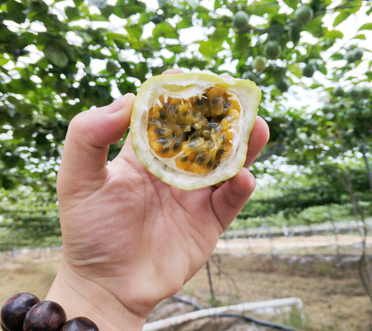 海南百香果上市时间，自然与科技融合的美味盛宴，开启尝鲜之旅！