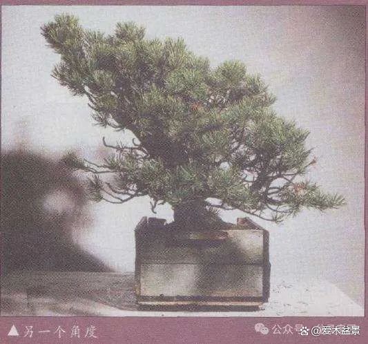 最新黑松盆景制作教程，深入探究盆景制作的观点与理念，带你领略盆景艺术的魅力